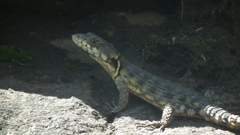 Pseudocordylus subviridis