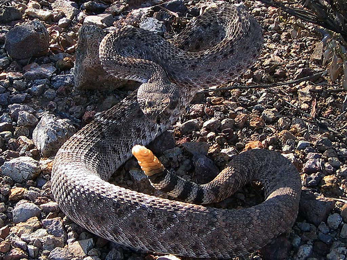 Snake Venomics of the Central American Rattlesnake Crotalus simus