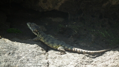 Pseudocordylus subviridis