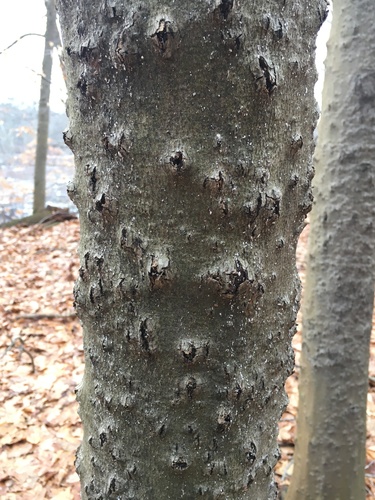 Beech Bark Canker (Neonectria faginata) · iNaturalist