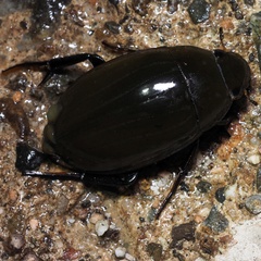 Hydrophilus pistaceus