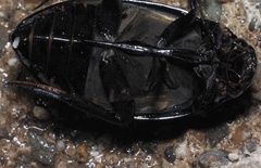 Hydrophilus pistaceus