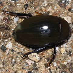 Hydrophilus pistaceus