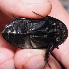 Hydrophilus pistaceus