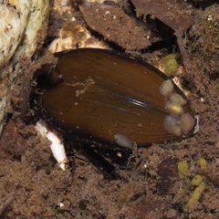 Hydrophilus pistaceus