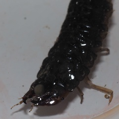 Hydrophilus