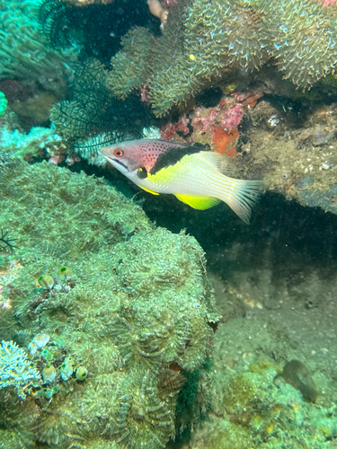 Blackbelt hogfish (Bodianus mesothorax) — Labridae