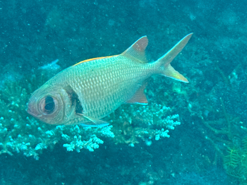Epaulet soldierfish (Myripristis kuntee) — Holocentridae