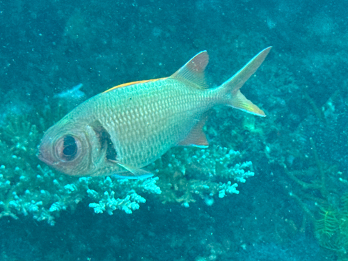 Epaulet soldierfish (Myripristis kuntee) — Holocentridae