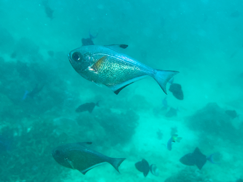 Vanikoro sweeper (Pempheris vanicolensis) — Pempheridae — 5