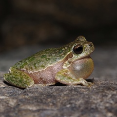 Hyla sarda