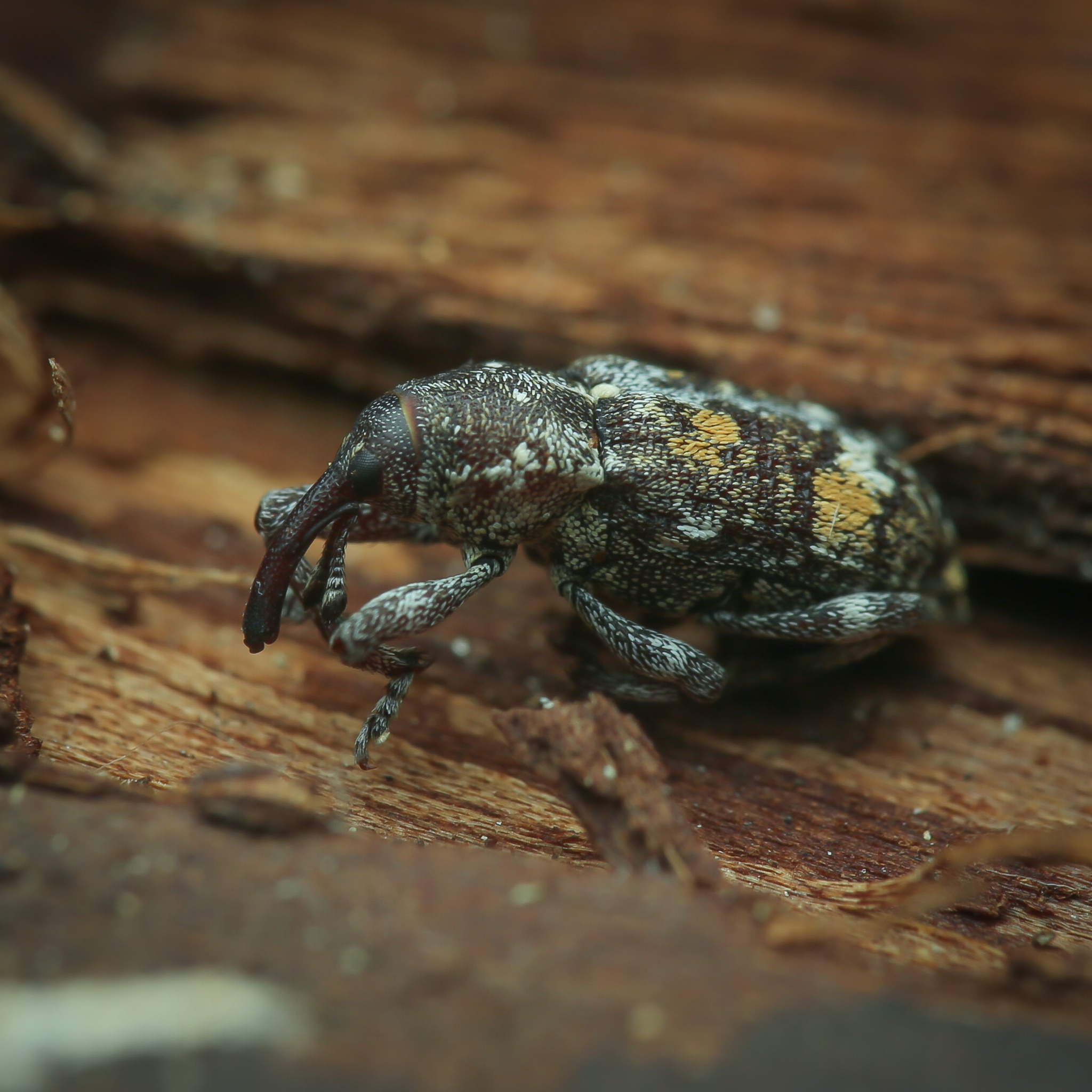 Pissodes castaneus