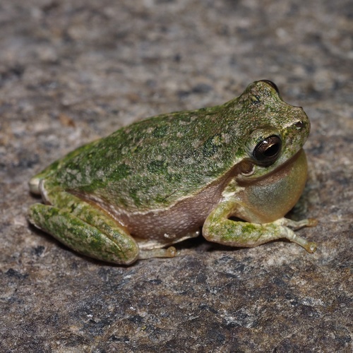 Sardinian Tree Frog, photo 5 of 10