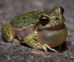 Hyla sarda