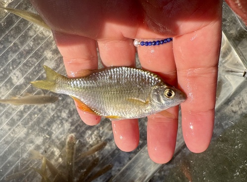 Giant Chinese Bitterling