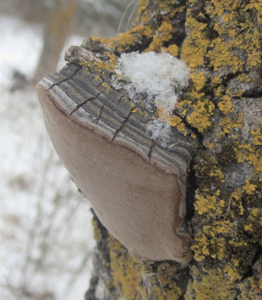 Phellinus tremulae · November 2025 · photo: © marykrieger (iNaturalist, cc-by)