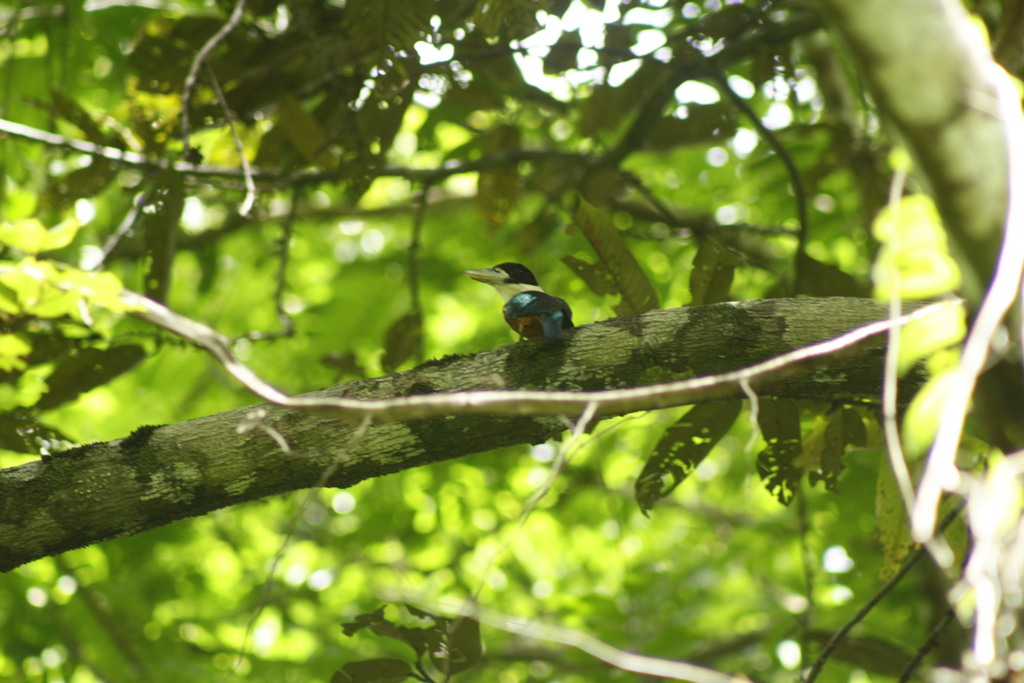 Rufous-bellied Kookaburra (Dacelo gaudichaud)
