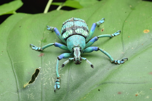 Eupholus schoenherri