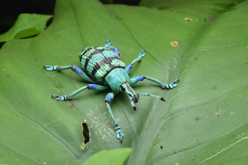 Eupholus schoenherri
