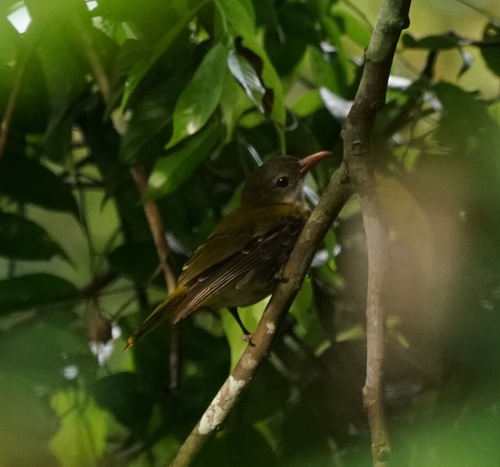Ventriloquial Oriole (Oriolus consobrinus), photo 2