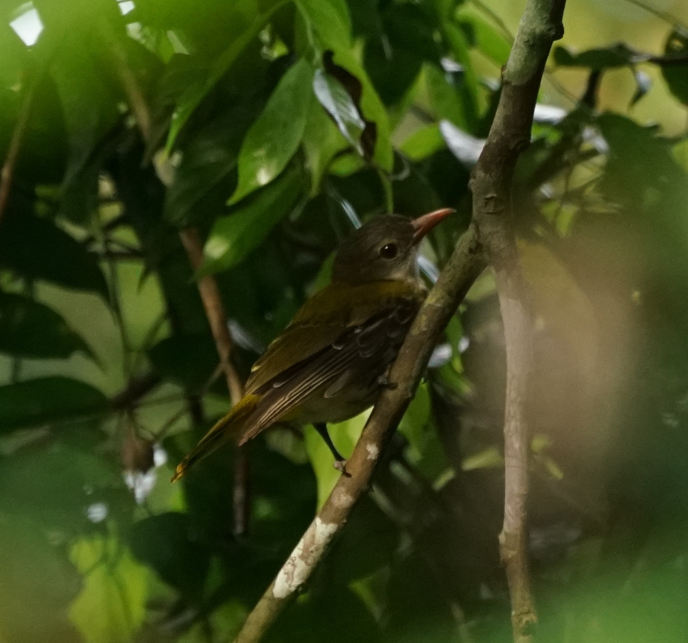 Ventriloquial Oriole (Oriolus consobrinus), photo 2