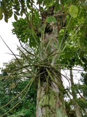 Tillandsia schiedeana