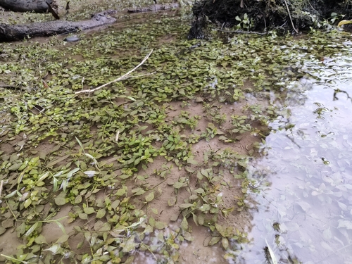 Ludwigia ovalis iNat (2)
