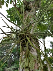 Tillandsia schiedeana