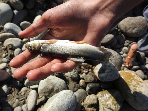 Sneeuwforel (Schizothorax plagiostomus) — Cyprinidae