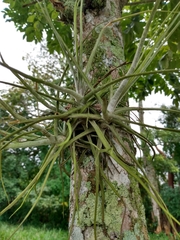 Tillandsia schiedeana