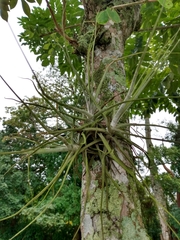 Tillandsia schiedeana