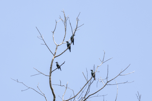 Asian Glossy Starling (Aplonis panayensis)
