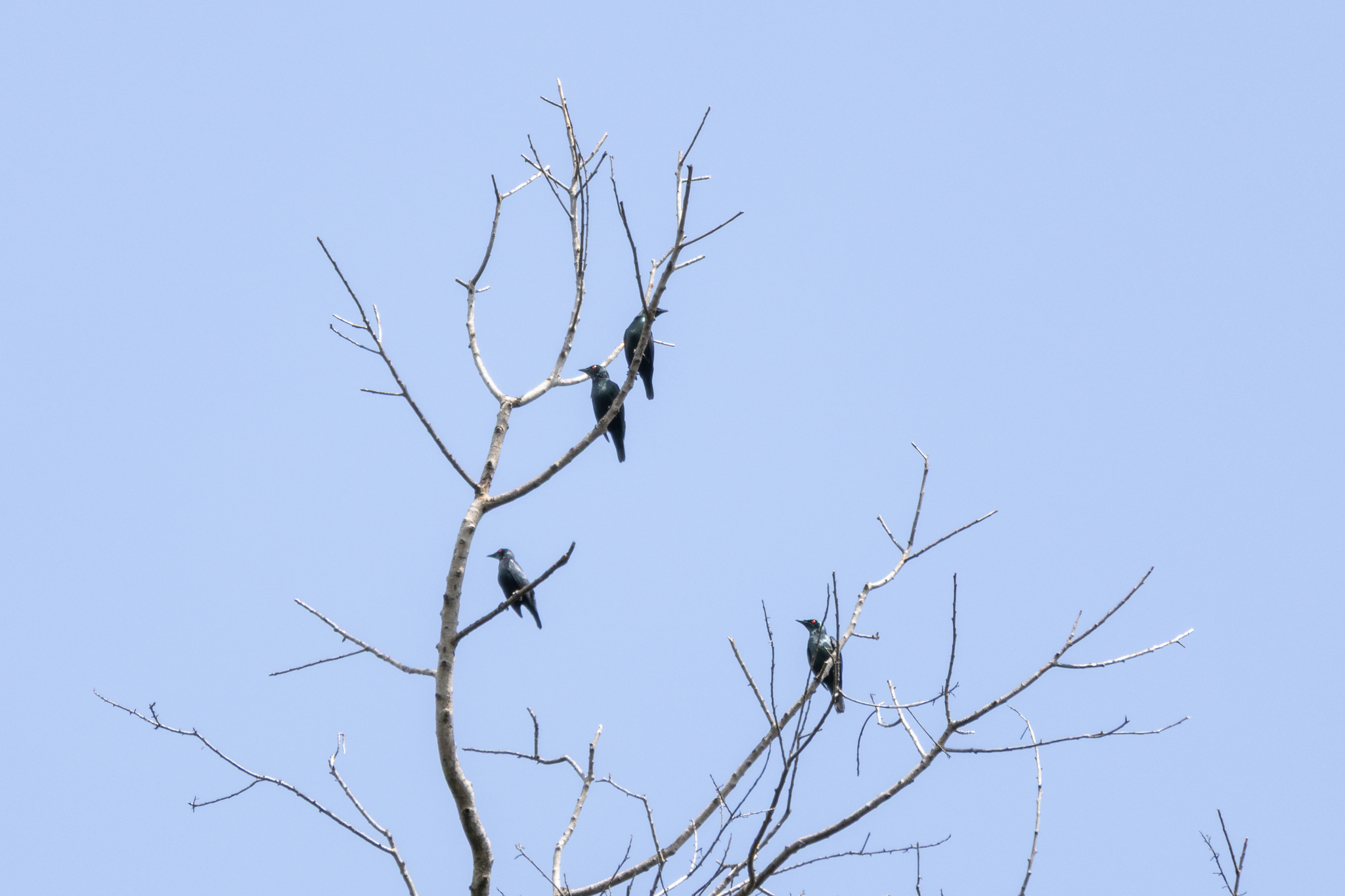 Asian Glossy Starling (Aplonis panayensis), photo 2