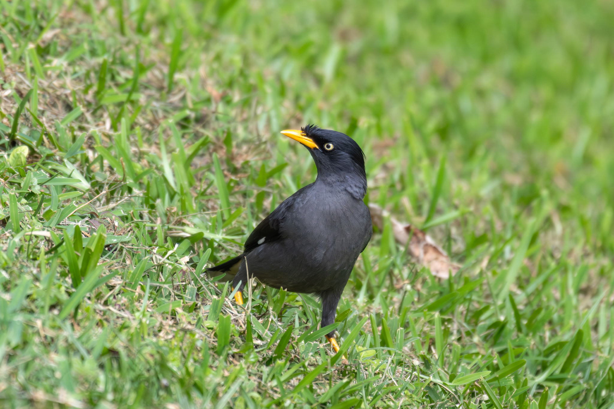 Javan Myna (Acridotheres javanicus), photo 7