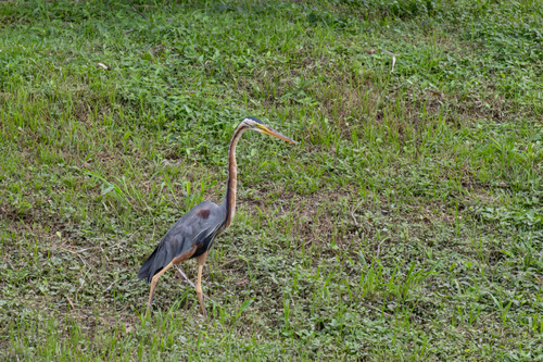 Purple Heron (Ardea purpurea), photo 4