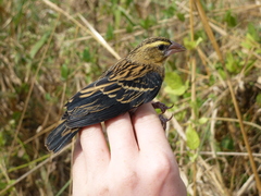 Euplectes hordeaceus