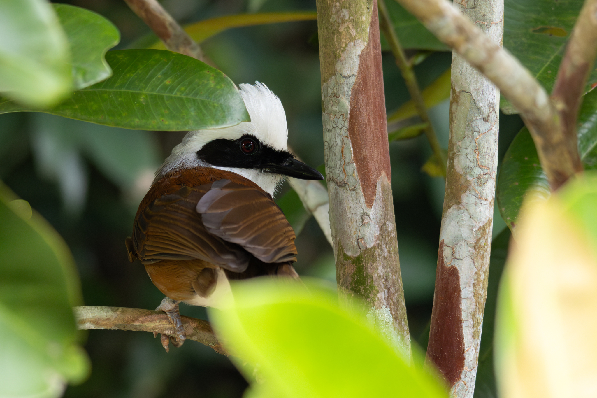 White-crested Laughingthrush (Garrulax leucolophus), photo 1