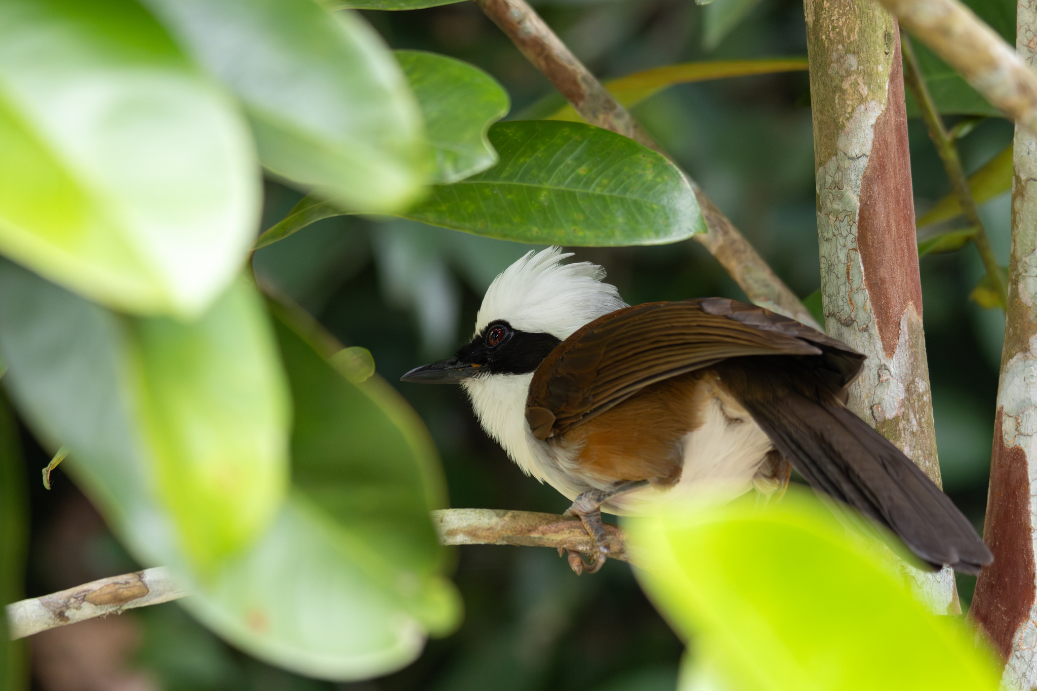 White-crested Laughingthrush (Garrulax leucolophus), photo 2