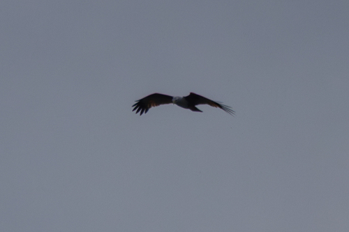 Brahminy Kite (Haliastur indus), photo 9