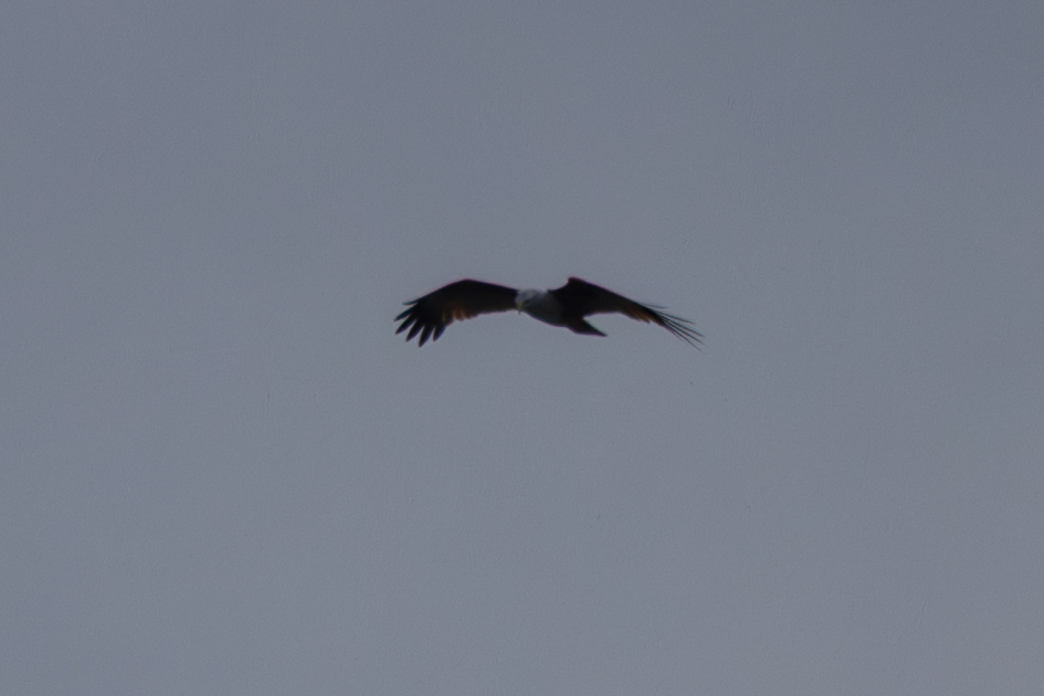 Brahminy Kite (Haliastur indus), photo 10