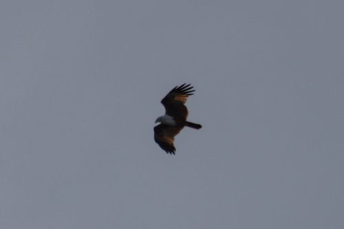 Brahminy Kite (Haliastur indus), photo 8