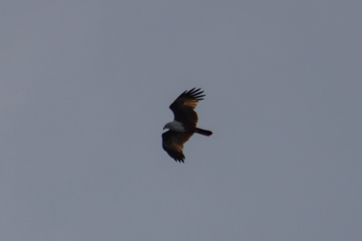 Brahminy Kite (Haliastur indus), photo 9