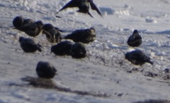 Melanocorypha yeltoniensis