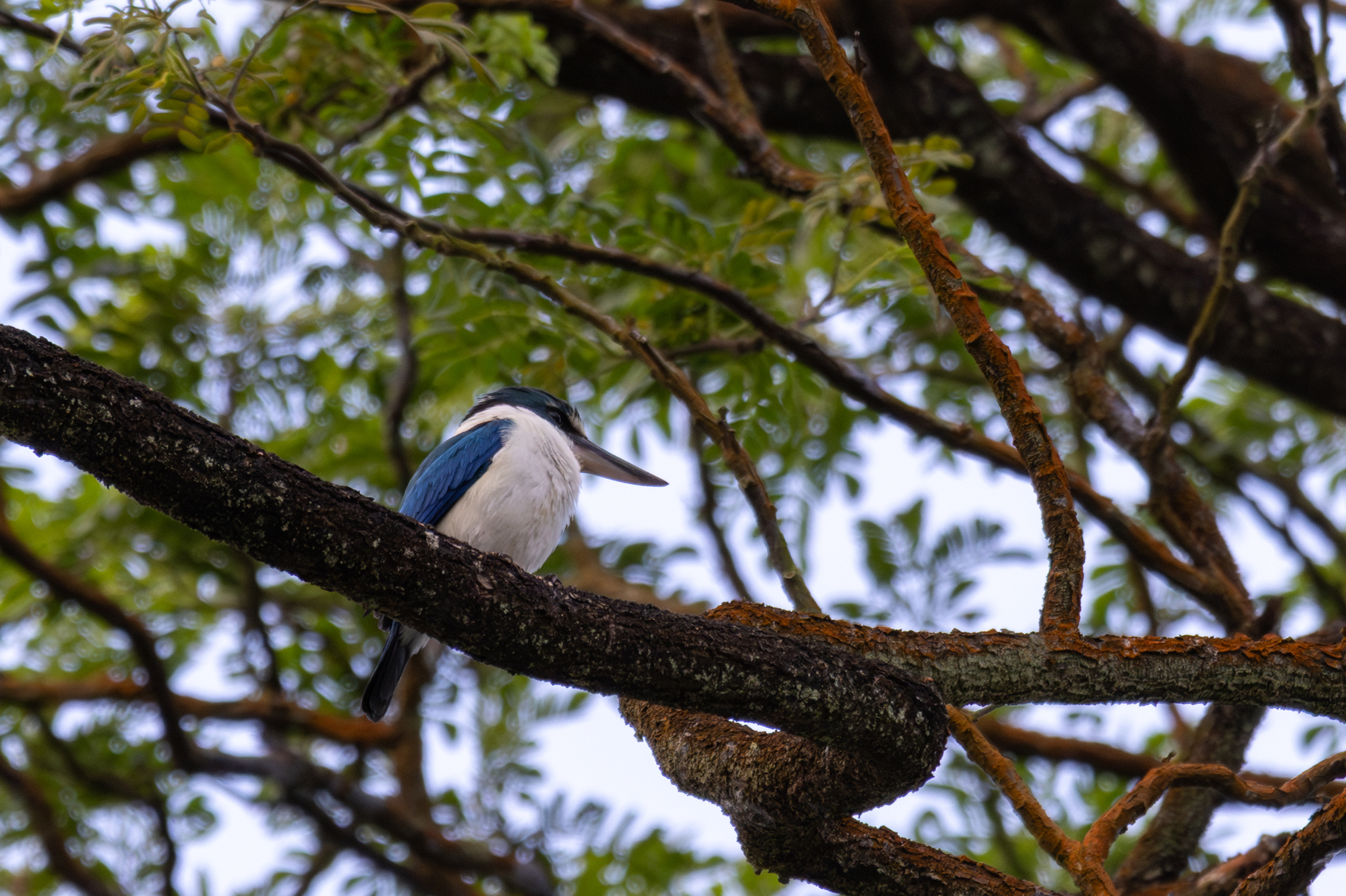 Collared Kingfisher (Todiramphus chloris), photo 1