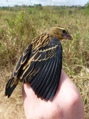 Euplectes hordeaceus