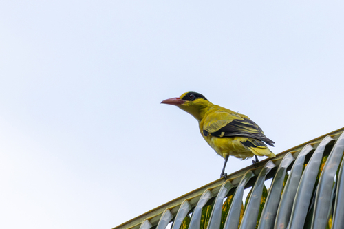 Black-naped Oriole (Oriolus chinensis), photo 1
