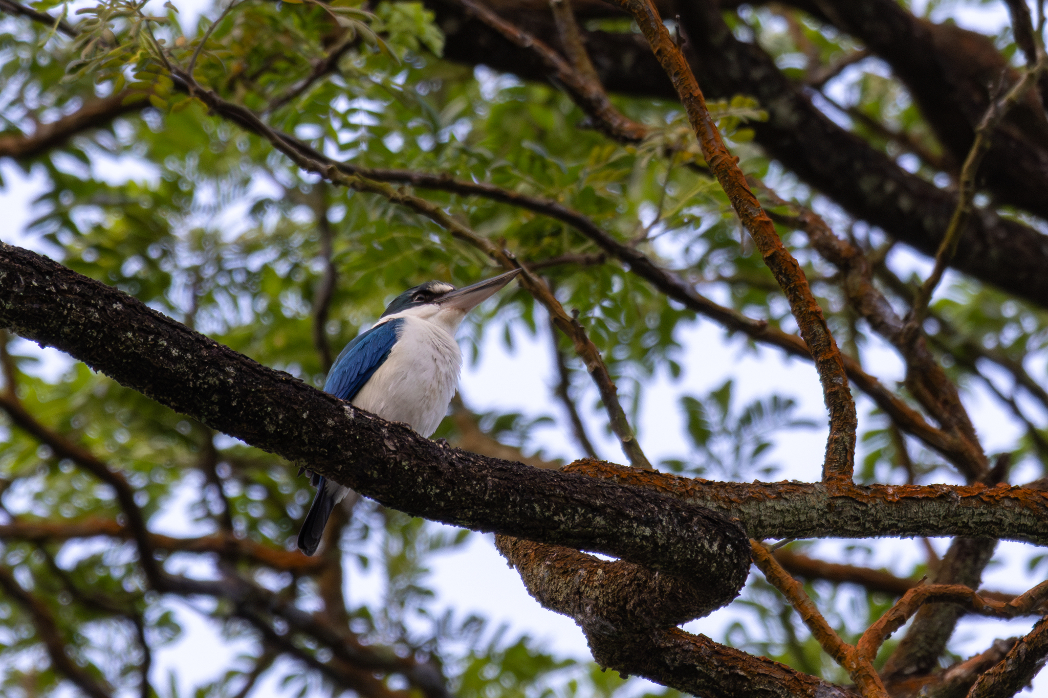 Collared Kingfisher (Todiramphus chloris), photo 2