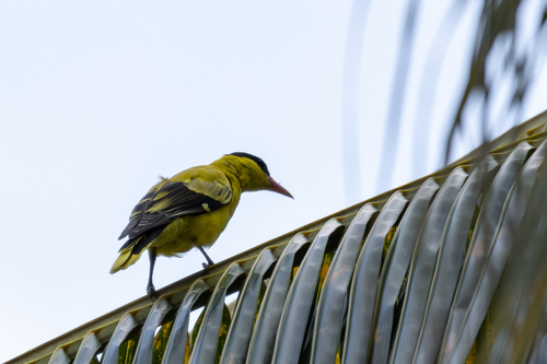 Black-naped Oriole (Oriolus chinensis), photo 2