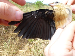 Euplectes hordeaceus