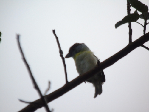 Rufous-browed Peppershrike (Cyclarhis gujanensis), photo 3